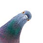 MailPigeon's avatar