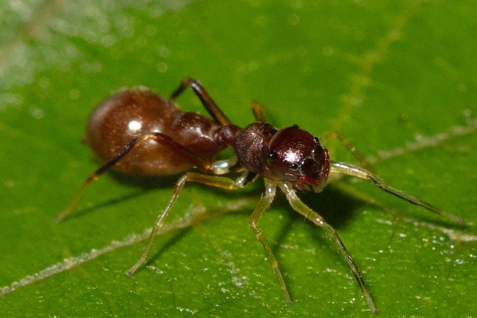 Close-up of a coppery red-brown spider, which resembles an ant but for its eight legs and large black eyes (and many eyes)