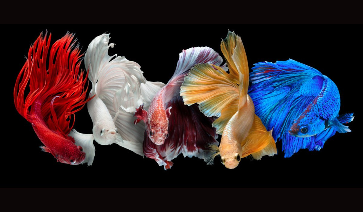 Betta Fish: Know all about keeping it in a Betta fish tank