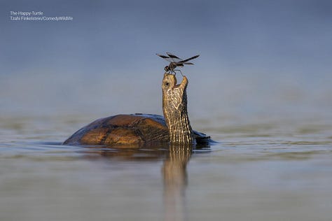 Comedy Wildlife Photography Awards 2023