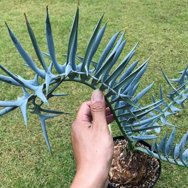 This may contain: a person is holding a plant in their hand