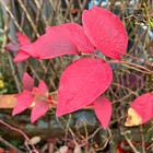 Notes from the garden