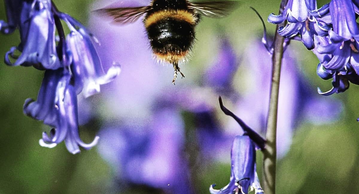 The Bee Crisis and What You Can Do About It