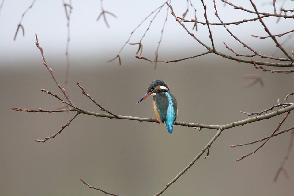 Birds, Kingfisher, Bird, Flying Jewel