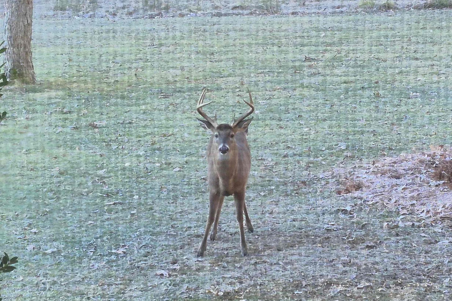 A young white-tail buck with his face and body facing the viewer. In the background, grass behind and under his hooves.