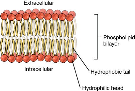 CC | What is the phospholipid bilayer and what determines its fluidity?