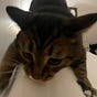 Autumn's avatar