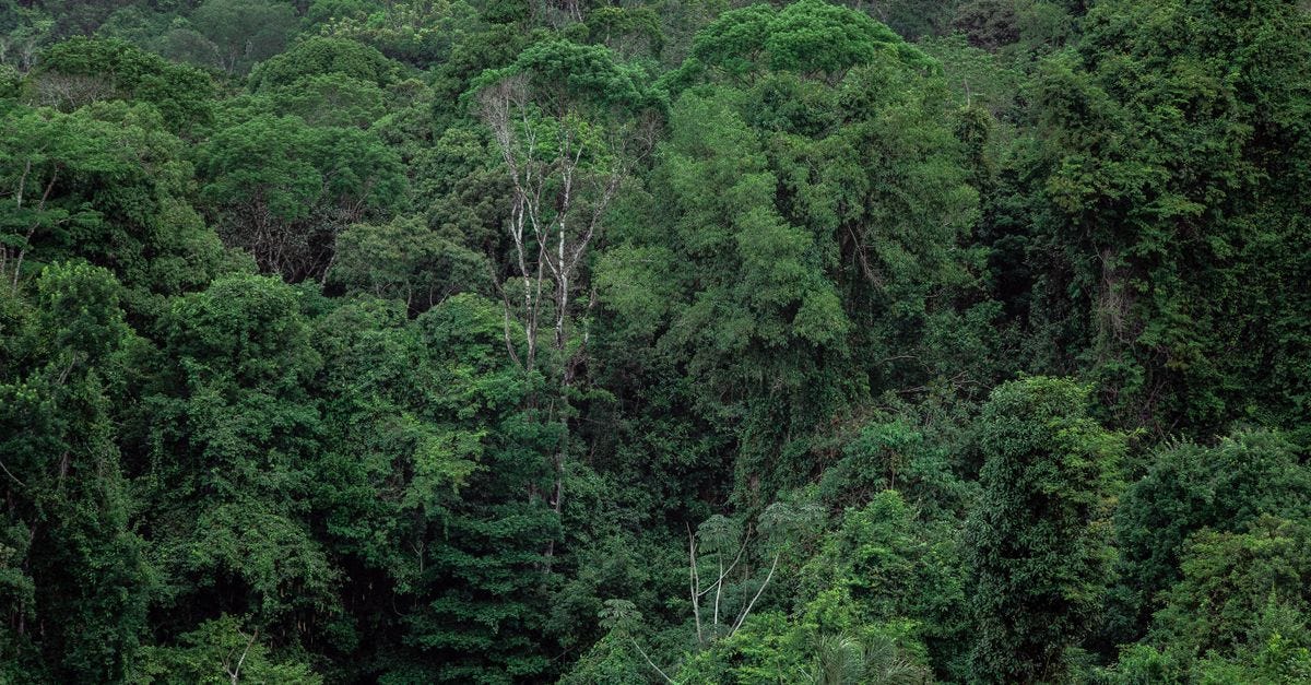 Photo: Elif Ilkel / Pexels Breathtaking aerial view of lush, dense tropical rainforest with vibrant greenery.