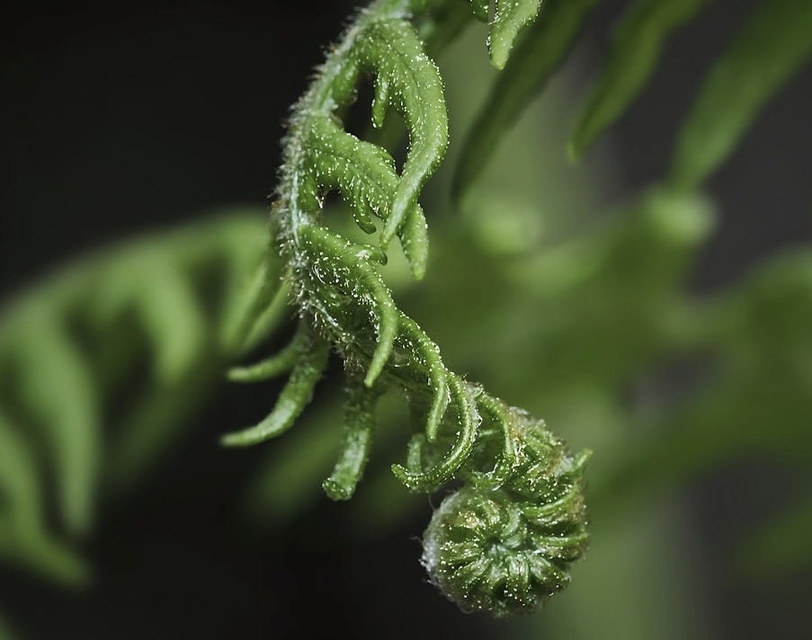 A close up of a green plant with leaves