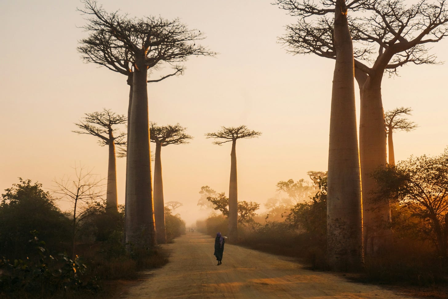 Beautiful alley of baobabs during sunrise in Morondava, Madagascar. Beautiful alley of baobabs during sunrise in Morondava, Madagascar.