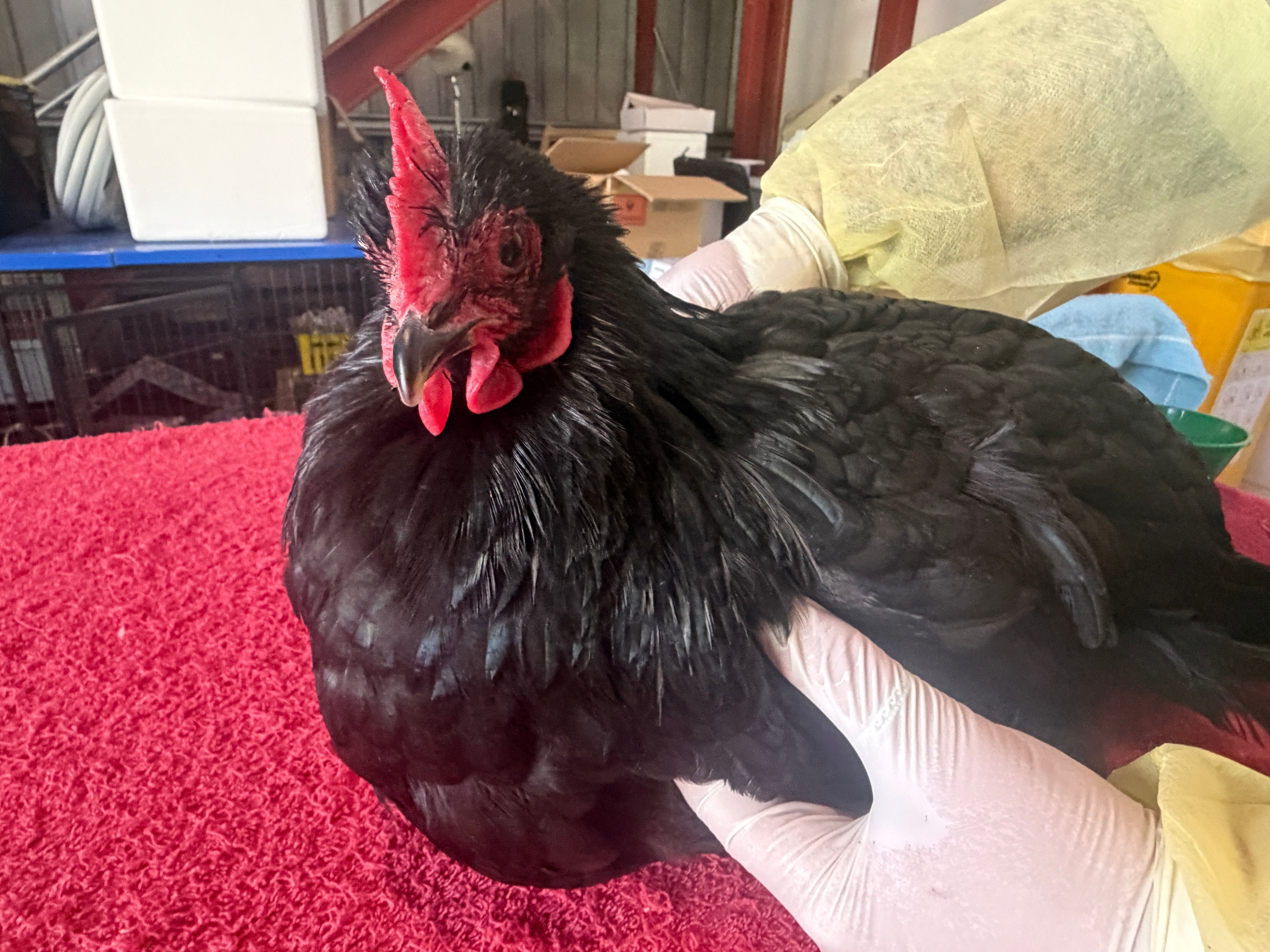 Emma was free, but not from her breeding