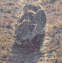 Five New Slang Words For Penis: ACHIEVED. Tabs, Thurs., Dec. 11, 2025