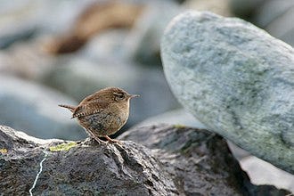 File:Shetland Wren (Troglodytes troglodytes zetlandicus), Norwick - geograph.org.uk - 2194870.jpg