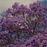 This Rare Swift World