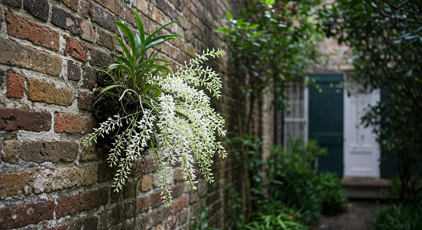 Marsh Lady's Tresses Orchid on a wall. Marsh Lady's Tresses Orchid on a wall.