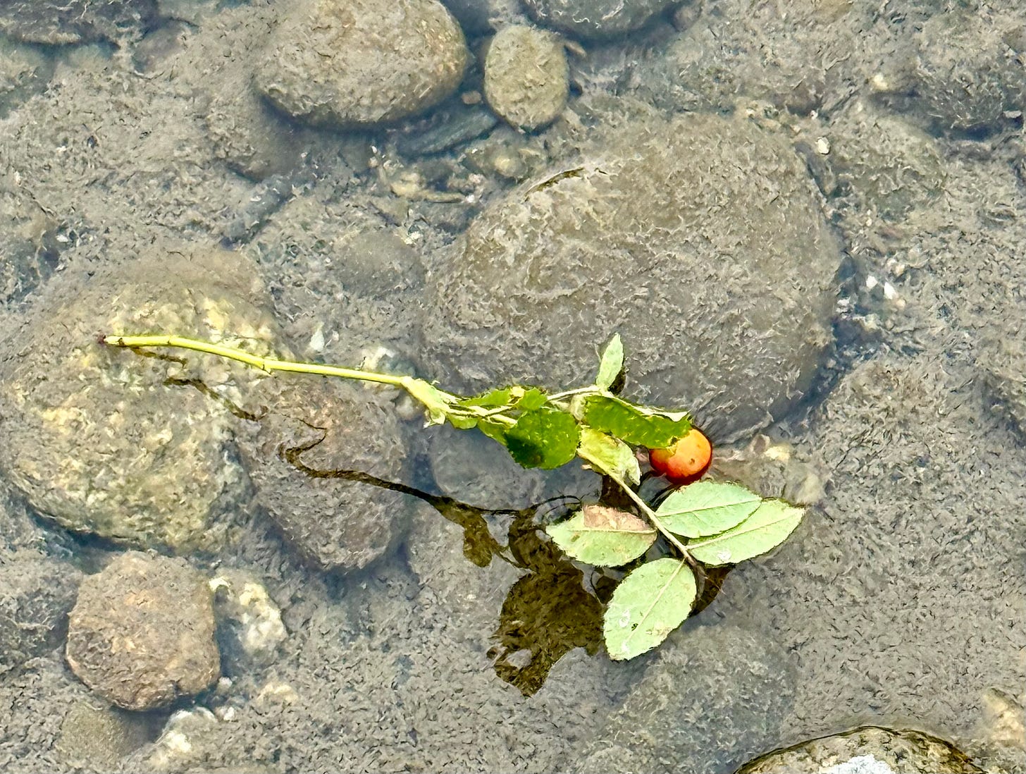 Rosehip offering in the river. Photo by JPC.