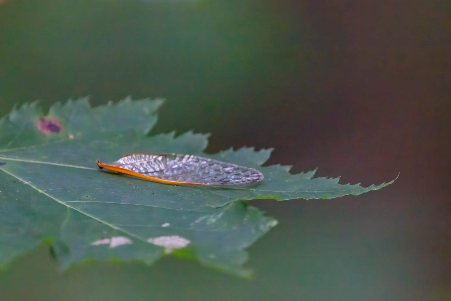An orange-veined, glassy wing lying on a green maple leaf against a soft focus green and brown forest background