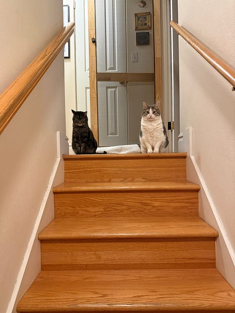 photos of cats, the northern lights, my beautiful birthday cake