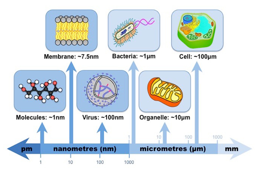 Microscopic size scale diagram showing cells, bacteria, and viruses, useful for understanding Astrophage size in Project Hail Mary Microscopic size scale diagram showing cells, bacteria, and viruses, useful for understanding Astrophage size in Project Hail Mary