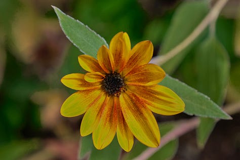 sunflowers of various colors
