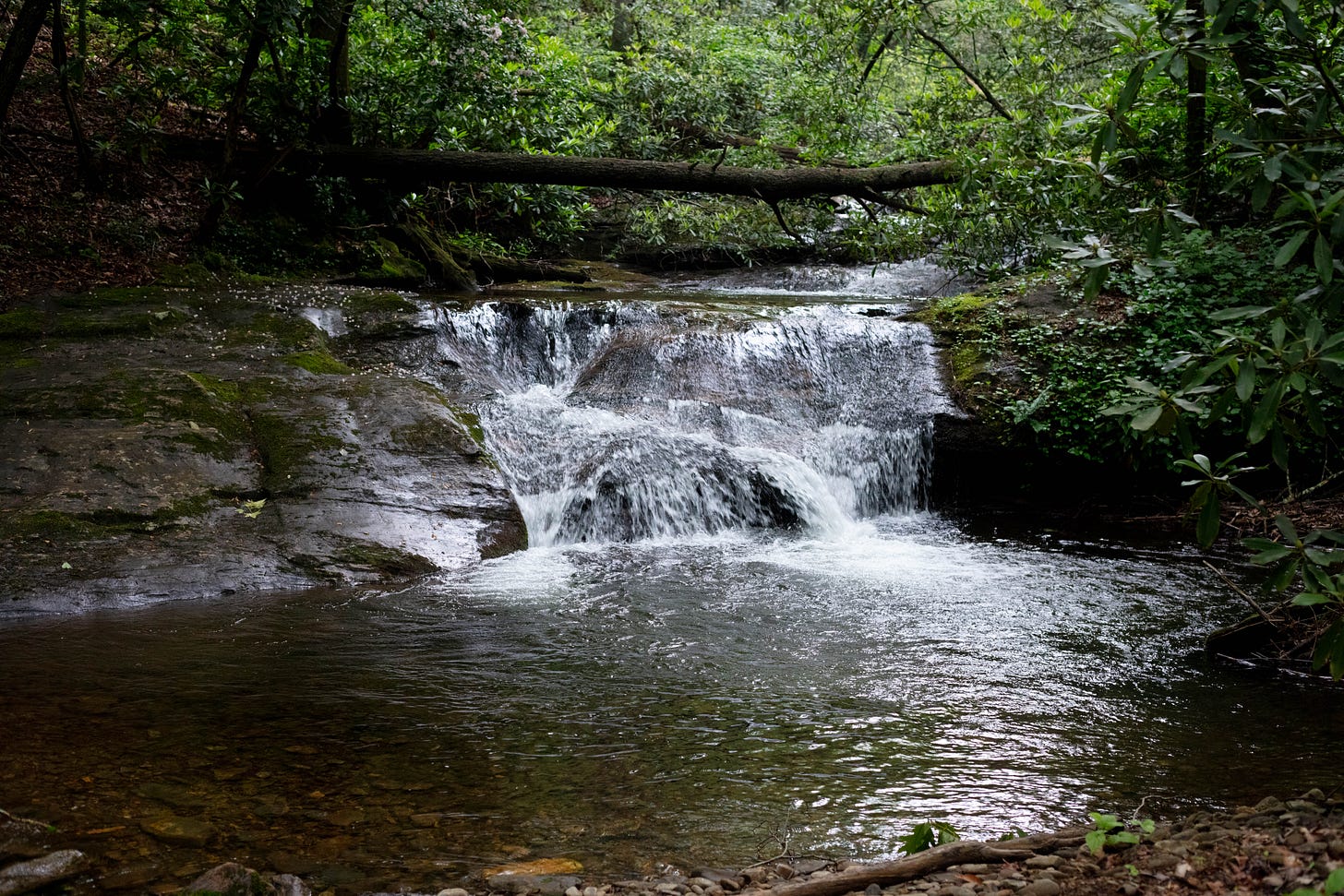 A short, wide waterfall flowing into a creek in a dark forest