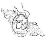 Of Flightless Doves
