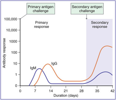 Secondary Immune Response - an overview | ScienceDirect Topics