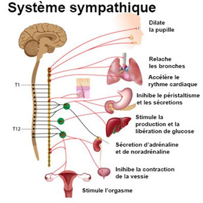 Système sympathique : définition - docteurclic.com Système sympathique : définition - docteurclic.com