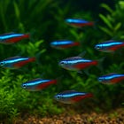 Peixe Neon (Paracheirodon innesi): Guia Completo para Aquaristas