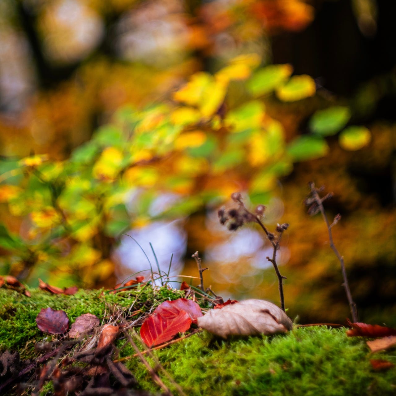 Artwork for Chilli con camera