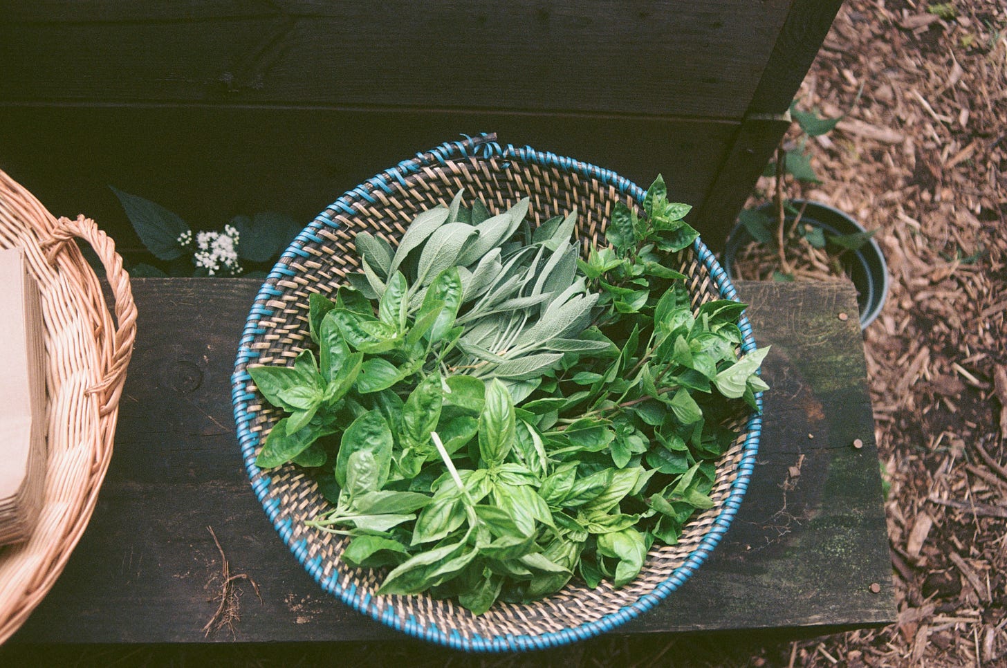 A harvest of herbs - basil and sage among them - are seen in a woven basket from above. They rest on a wooden bench. On the right side of the image are wood chips on the ground. A harvest of herbs - basil and sage among them - are seen in a woven basket from above. They rest on a wooden bench. On the right side of the image are wood chips on the ground.