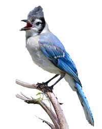 Blue jay bird.