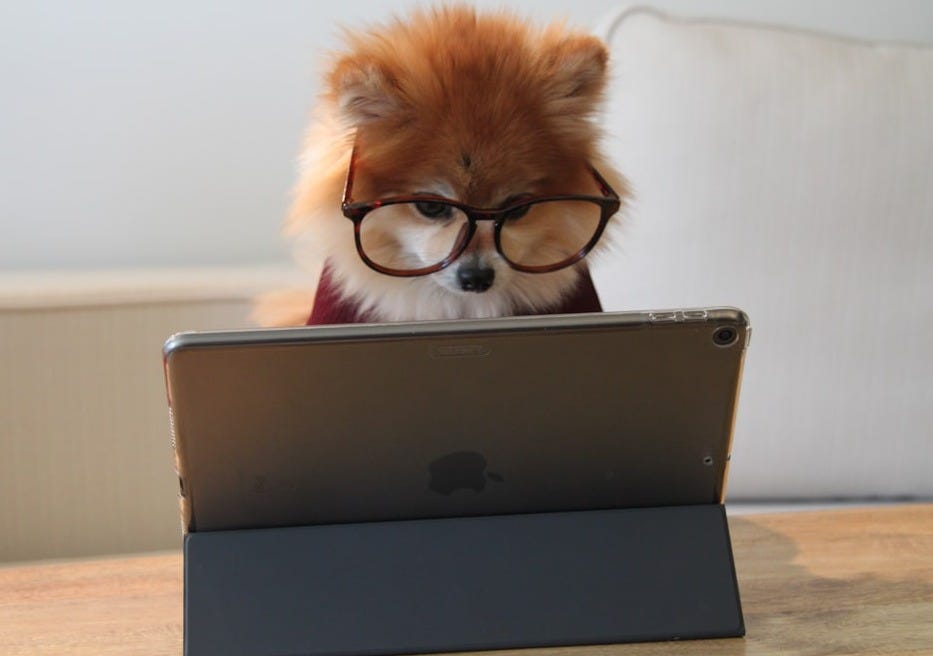 brown and white long coated small dog wearing eyeglasses on black laptop computer