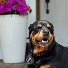 Contrarian Pet of the Week