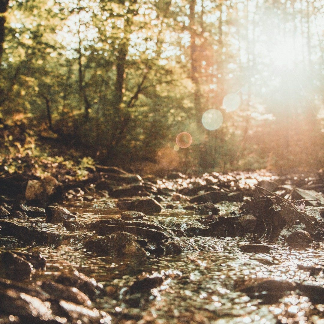 river in forest field