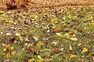 File:Autumn leaves, Valea Morilor park 1.jpg