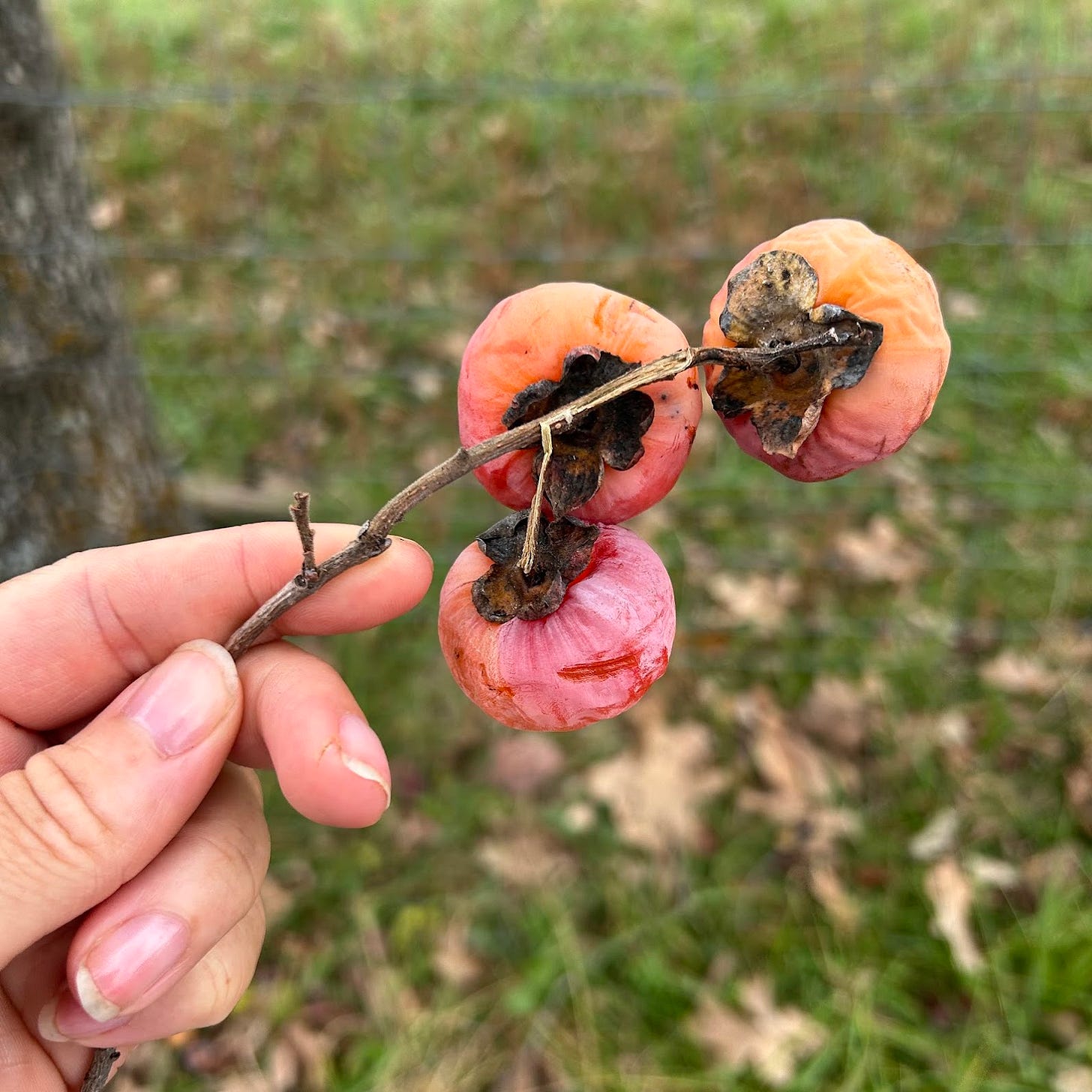 An unclose view of Nicole’s hand holding a branch with three persimmons, ripe and slightly withered. They are a lovely ombre of fuchsia and orange.