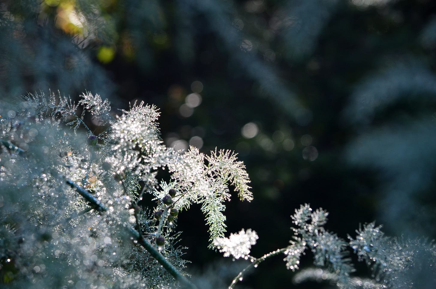 Asparagus fronds sparkle in chilly dew against a forest background.