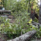 Day 11: Still Without Power, Survivor's Guilt
