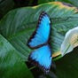 Blue Butterfly's avatar