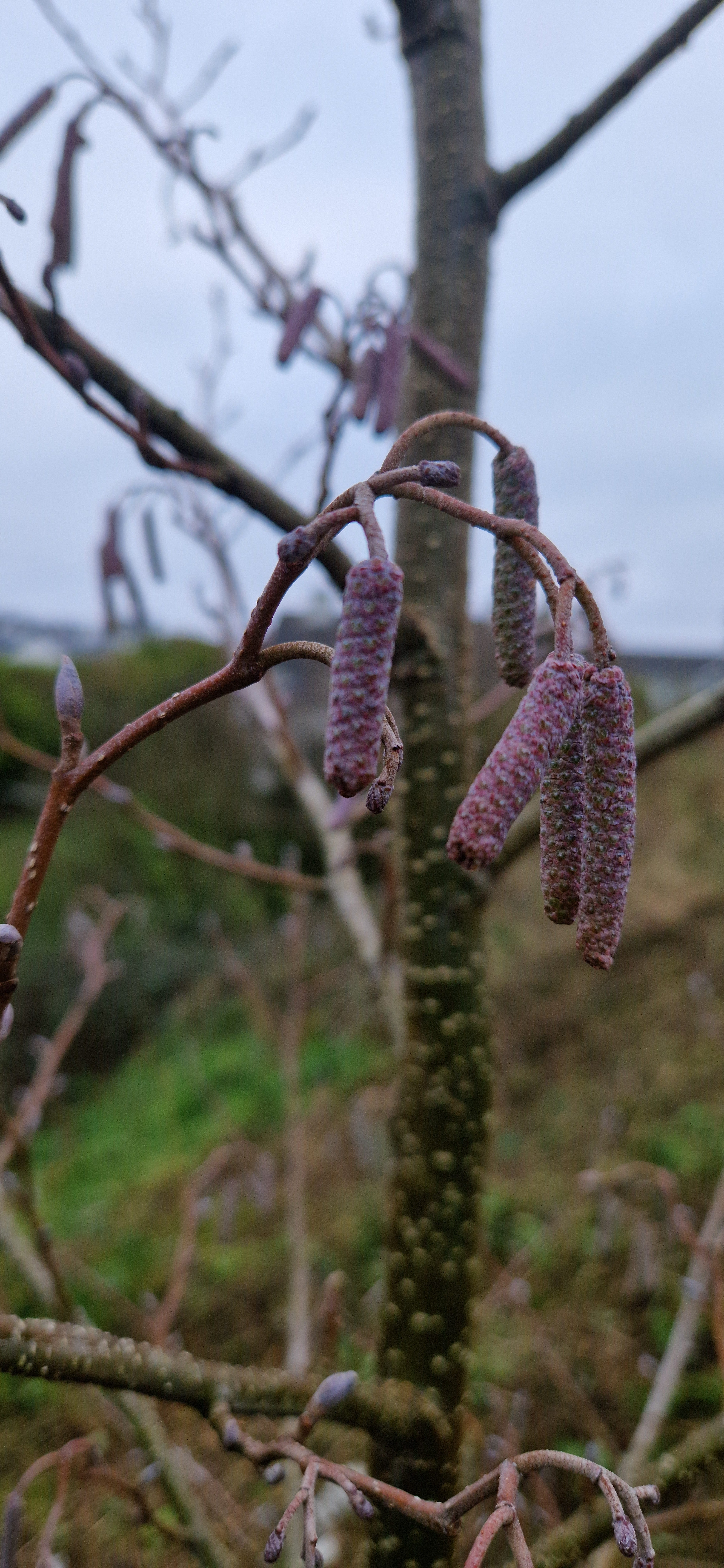 Forbhais Droma Dámhgháire