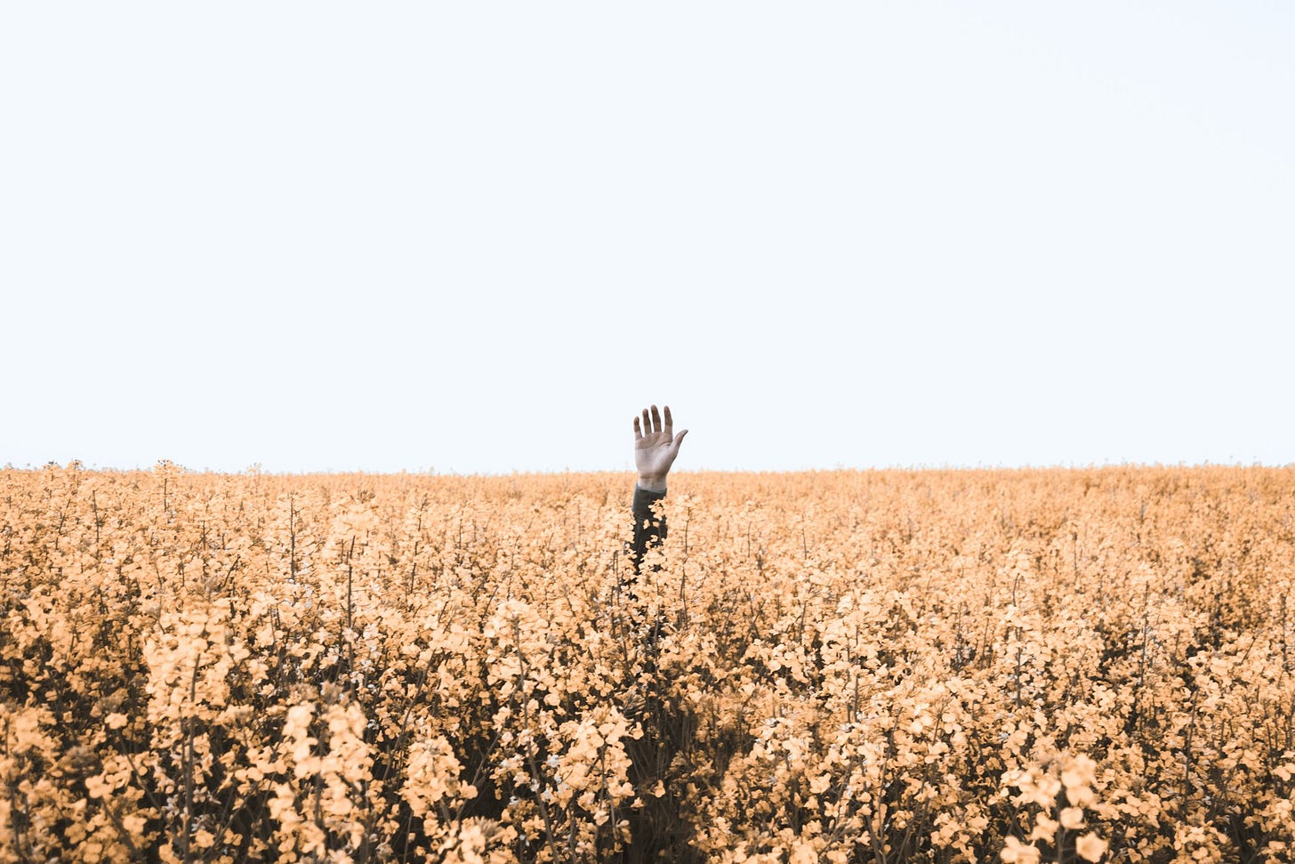 Person's raised hand coming out of a field of flowers Person's raised hand coming out of a field of flowers