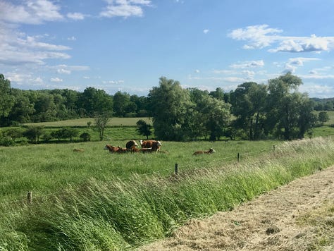 cattle in a pasture, cow and calf, cattle in a pasture
