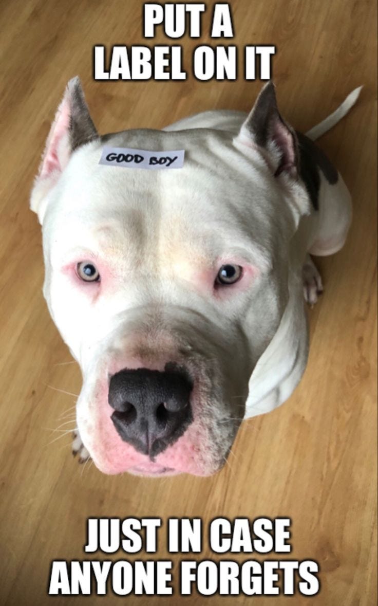 Gota American Bully Meme
