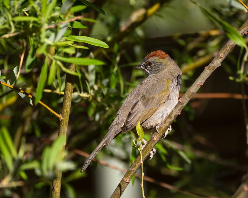 20250430-Chiricahuas-278-Edit 2.jpg 20250430-Chiricahuas-278-Edit 2.jpg