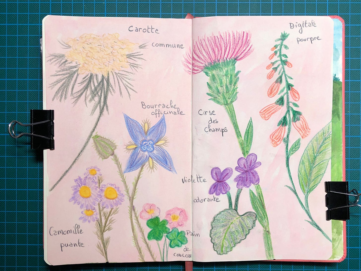 Double-page de mon sketchbook où l’on voit des fleurs sauvages dessinées sur un fond de peinture rose. Le nom de chaque fleur est écrit.