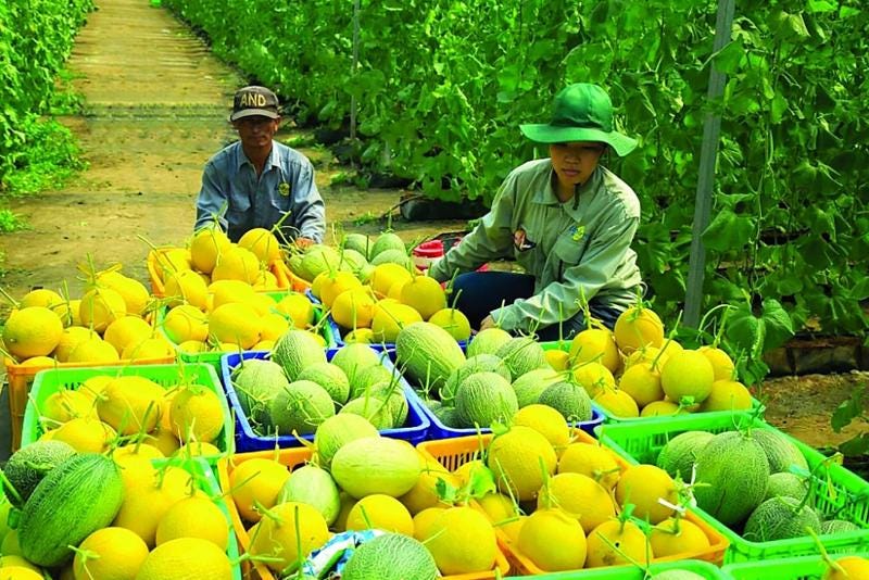 Năm 2024, xuất khẩu rau quả sang Canada tăng 44%.