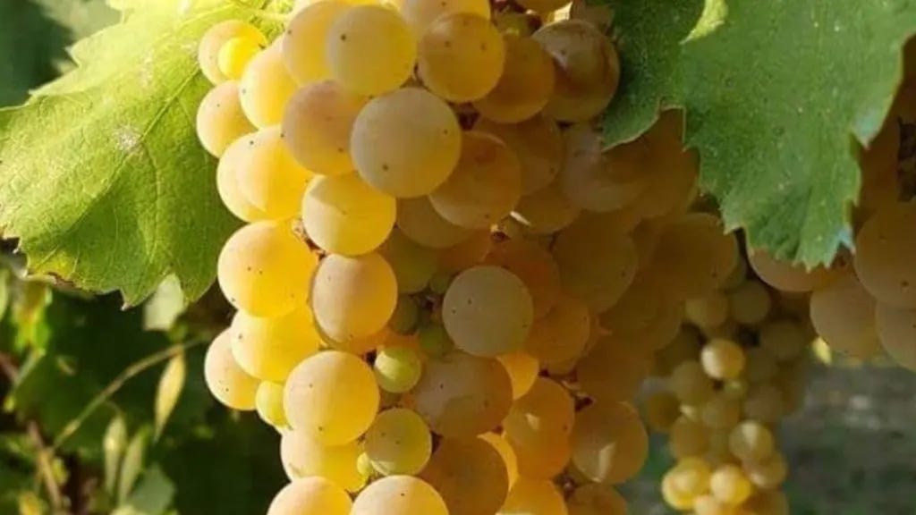 Get to Know Greco Di Tufo