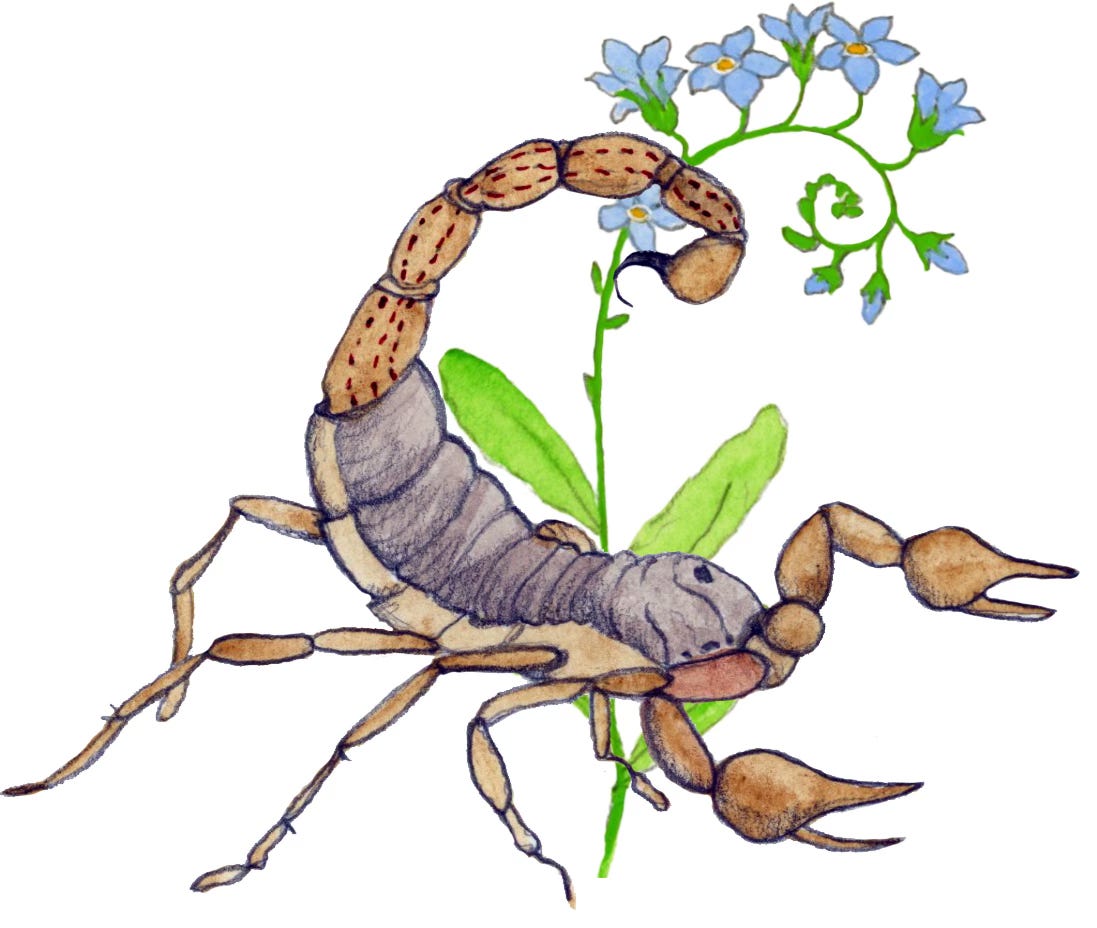 watercolour illustration of a scorpion with a forget-me-not watercolour illustration of a scorpion with a forget-me-not