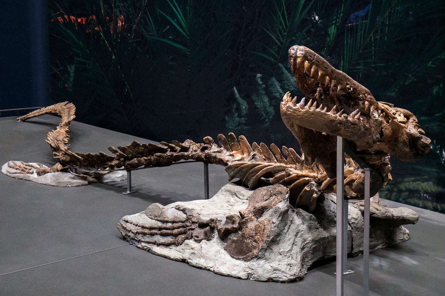 File:Platecarpus tympaniticus Naturalis.jpg - Wikimedia Commons